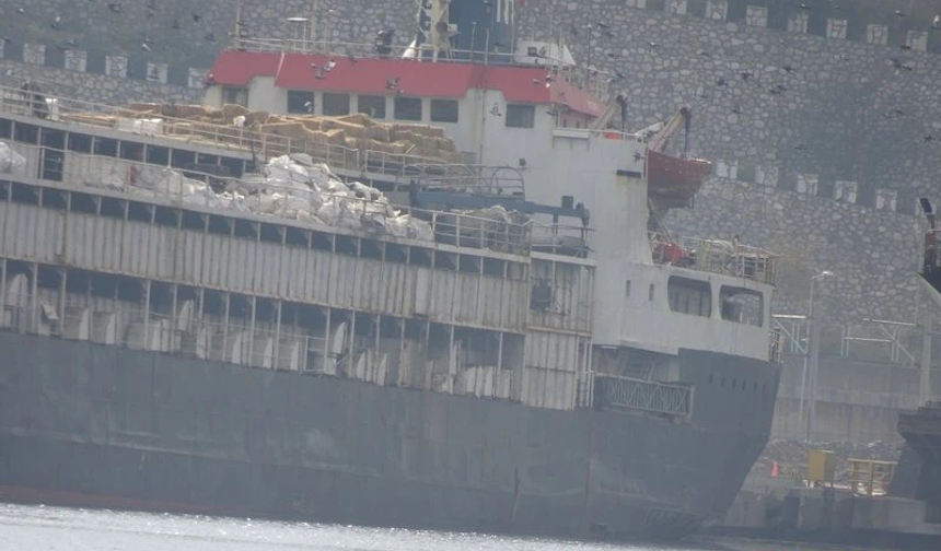 Uruguay’dan getirilen inekler gemide aç ve susuz bırakıldı: 48 inek öldü, kriz devam ediyor