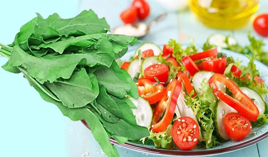 Ekşi ot kuzu kulağı ve inanılmaz faydaları