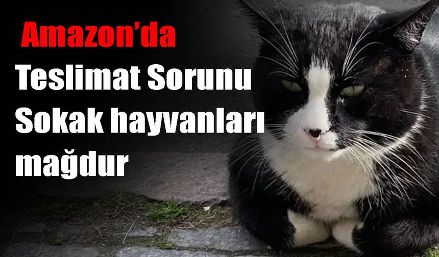 Amazonda'a teslimat ihmali: Sokak Hayvanları aç kaldı