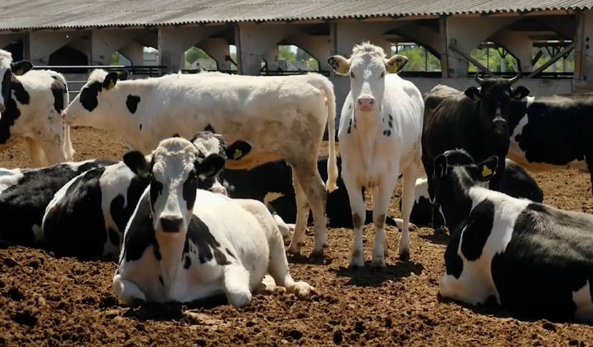 Hayvan hayat sigortasında rekor tazminat