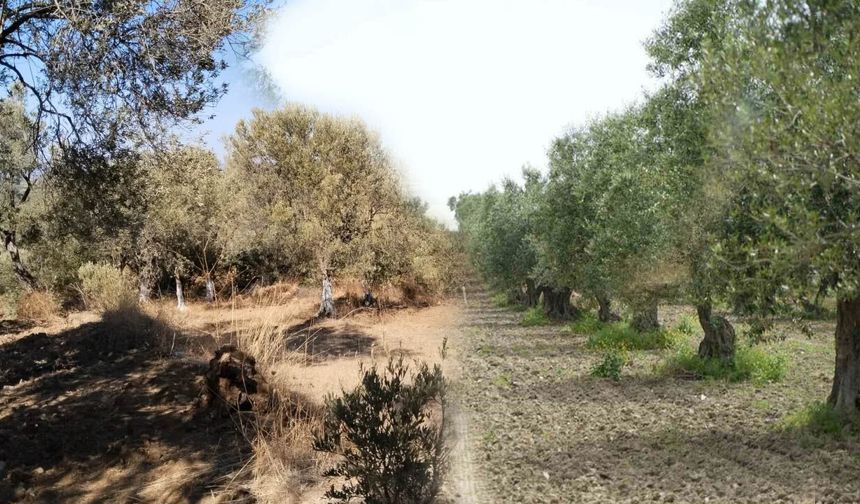 Saruhanlı zeytininde İlaçlama tehlikesi