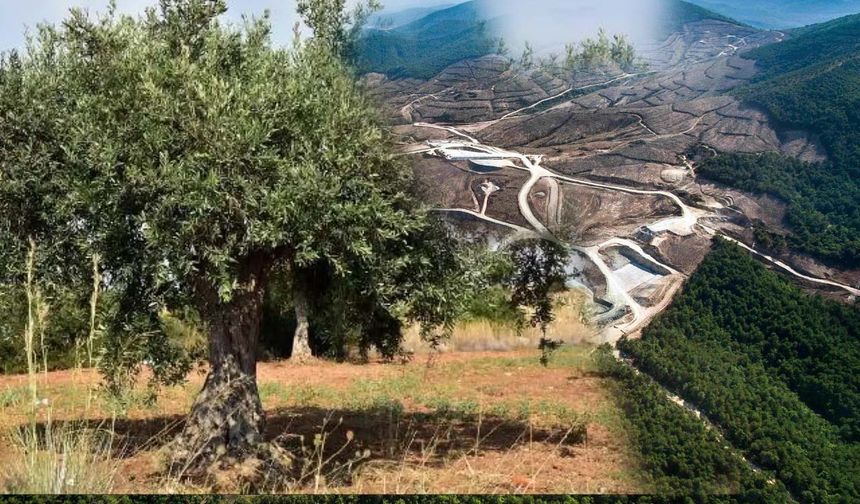 Zeytinlikler Madene Açılıyor: Onay Çıktı