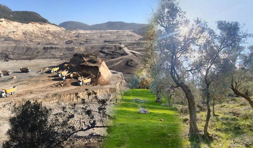 Meclis’te Zeytin  Maden ve Rant Kavgası!