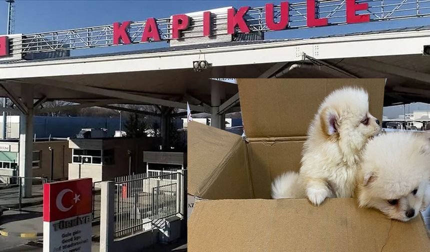 6 yavru köpeği sınırdan geçirirken yakalandılar