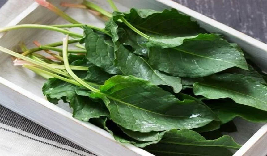 Kuzu Kulağı Bitkisi