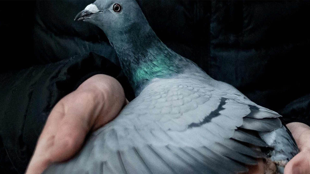 Dunyanin En Pahali Güvercini